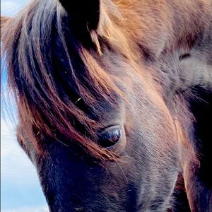 Meet your Posher, Jessie